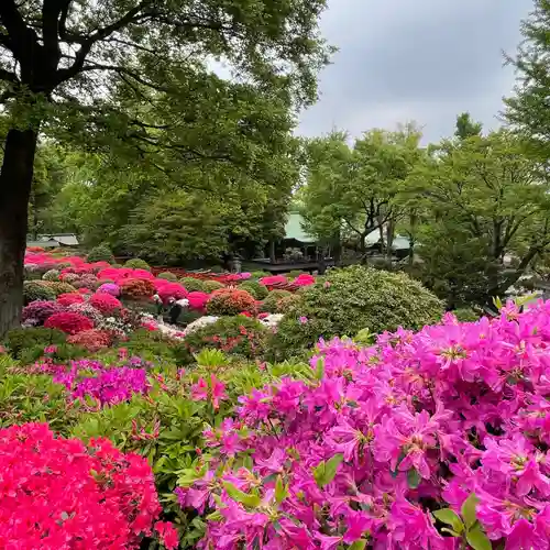 根津神社の自然