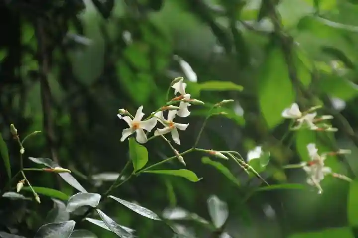 鹿島大神宮の自然
