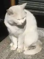 城岡神社の動物