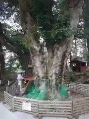 塚崎神明社の自然