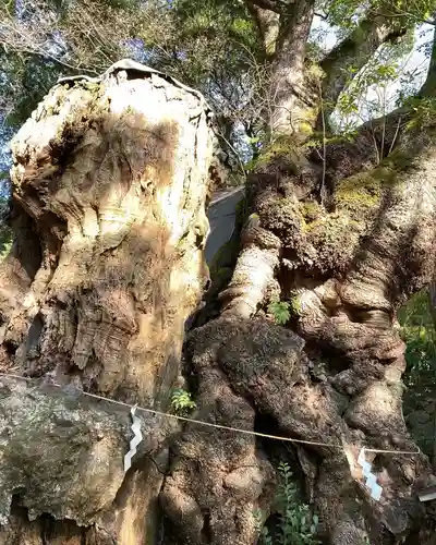 來宮神社(静岡県)