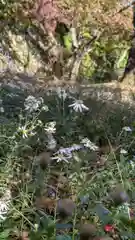 勝持寺（花の寺）(京都府)