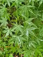 賀茂御祖神社(下鴨神社)の自然