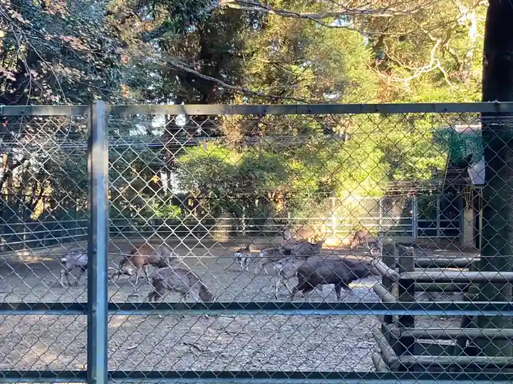 鹿島神宮の動物