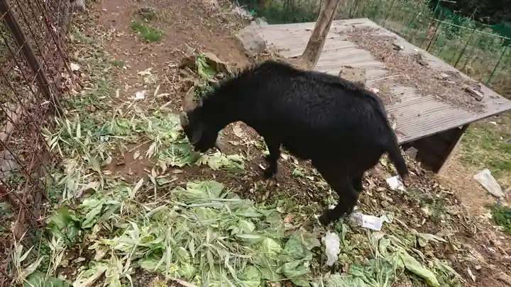 賀茂別雷神社の動物