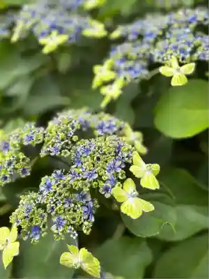 白山神社(東京都)