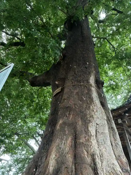 須賀神社の{uncategorized: "未分類", other: "その他", undefined: "問題あり", building: "その他建物", grave: "お墓", sacred_gate: "鳥居", guardian: "狛犬", statue: "像", buddha: "仏像", history: "歴史", nature: "自然", garden: "庭園", animal: "動物", pagoda: "塔", temizu: "手水舎", mountain_gate: "山門・神門", sanctuary: "本殿・本堂", subordinate: "末社・摂社", art: "芸術", scenery: "景色", jizo: "地蔵", ema: "絵馬", goshuin: "御朱印", omikuji: "おみくじ", items: "授与品その他", amulet: "お守り", goshuincho: "御朱印帳", eats: "食事", festival: "お祭り", votive_dance: "神楽", shichigosan: "七五三参", wedding: "結婚式", experience: "体験その他", initially: "初詣", around: "周辺", anti_infection: "感染症対策"}
