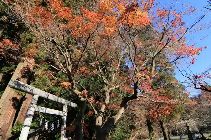 鹿島大神宮の鳥居