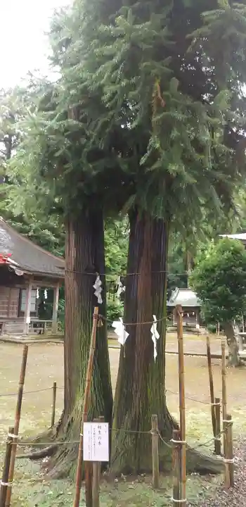 長沼八幡宮の自然