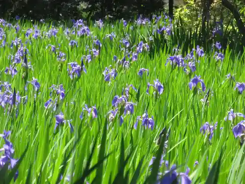 大田神社（賀茂別雷神社境外摂社）の自然