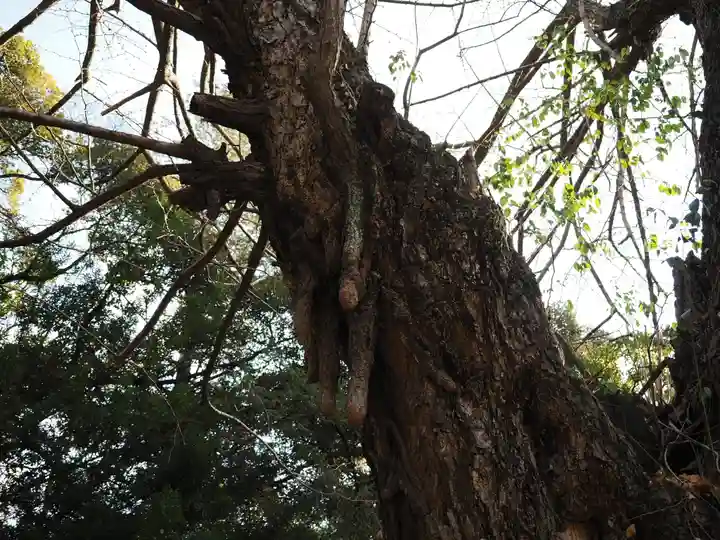 赤坂氷川神社(東京都)
