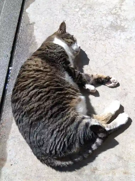 御誕生寺(猫寺)の動物