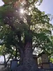 高橋東神社の自然