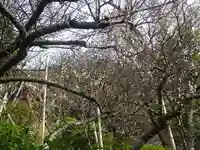 荏柄天神社の自然