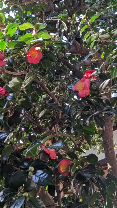 妙蓮寺(京都府)