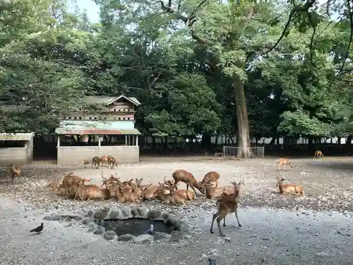 三嶋大社の動物
