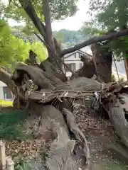 草薙神社の自然