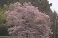 長屋神社の自然