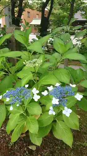 若宮八幡社の自然