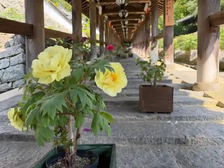 長谷寺の{uncategorized: "未分類", other: "その他", undefined: "問題あり", building: "その他建物", grave: "お墓", sacred_gate: "鳥居", guardian: "狛犬", statue: "像", buddha: "仏像", history: "歴史", nature: "自然", garden: "庭園", animal: "動物", pagoda: "塔", temizu: "手水舎", mountain_gate: "山門・神門", sanctuary: "本殿・本堂", subordinate: "末社・摂社", art: "芸術", scenery: "景色", jizo: "地蔵", ema: "絵馬", goshuin: "御朱印", omikuji: "おみくじ", items: "授与品その他", amulet: "お守り", goshuincho: "御朱印帳", eats: "食事", festival: "お祭り", votive_dance: "神楽", shichigosan: "七五三参", wedding: "結婚式", experience: "体験その他", initially: "初詣", around: "周辺", anti_infection: "感染症対策"}