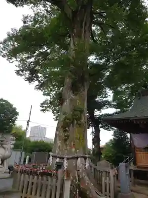 守谷総鎮守 八坂神社(茨城県)