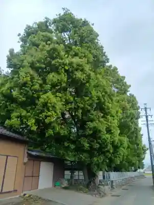 高桑八幡神社の{uncategorized: "未分類", other: "その他", undefined: "問題あり", building: "その他建物", grave: "お墓", sacred_gate: "鳥居", guardian: "狛犬", statue: "像", buddha: "仏像", history: "歴史", nature: "自然", garden: "庭園", animal: "動物", pagoda: "塔", temizu: "手水舎", mountain_gate: "山門・神門", sanctuary: "本殿・本堂", subordinate: "末社・摂社", art: "芸術", scenery: "景色", jizo: "地蔵", ema: "絵馬", goshuin: "御朱印", omikuji: "おみくじ", items: "授与品その他", amulet: "お守り", goshuincho: "御朱印帳", eats: "食事", festival: "お祭り", votive_dance: "神楽", shichigosan: "七五三参", wedding: "結婚式", experience: "体験その他", initially: "初詣", around: "周辺", anti_infection: "感染症対策"}