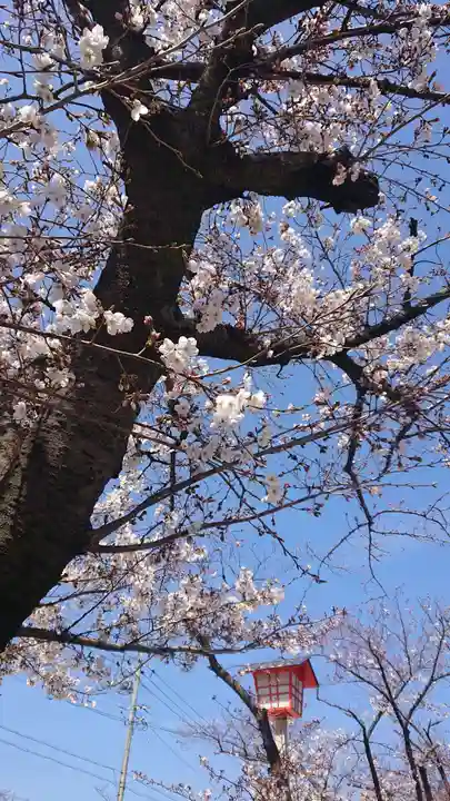 尾張大國霊神社(国府宮)の自然