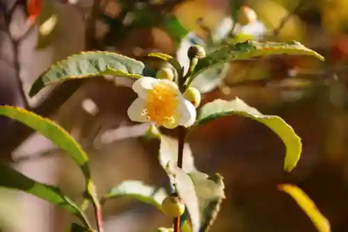 豊景神社の庭園