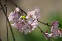 華正院の自然