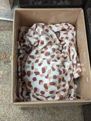 白金氷川神社の動物