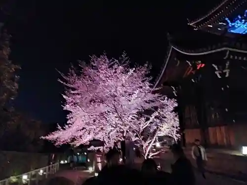 知恩院(京都府)