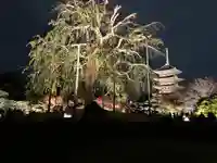 東寺(教王護国寺)の塔