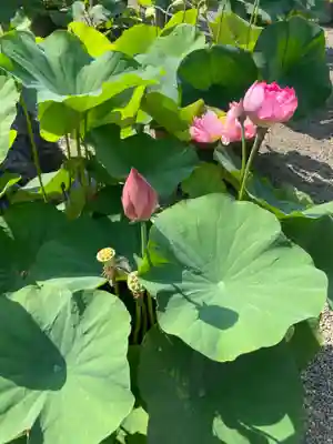 要法寺(神奈川県)