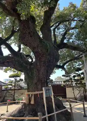 大聖観音寺（あびこ観音）(大阪府)