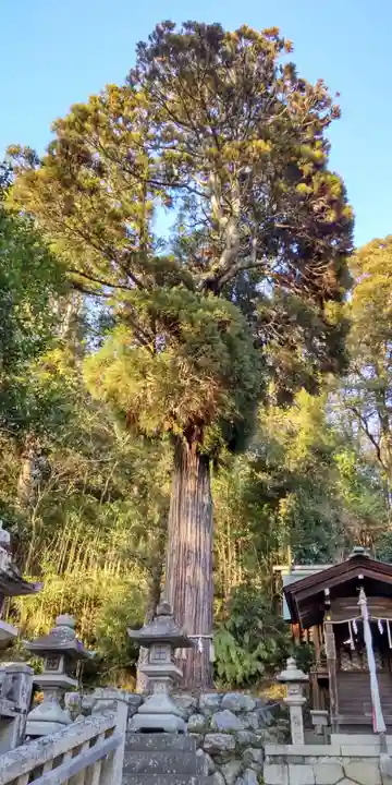 日牟禮八幡宮(滋賀県)