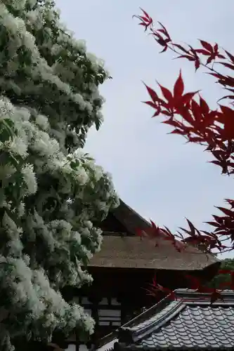 沙沙貴神社の自然