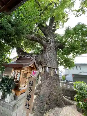 保利神社の自然