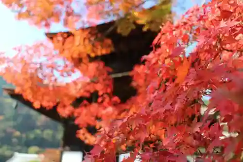 善峯寺の自然