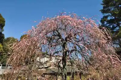 師岡熊野神社(神奈川県)