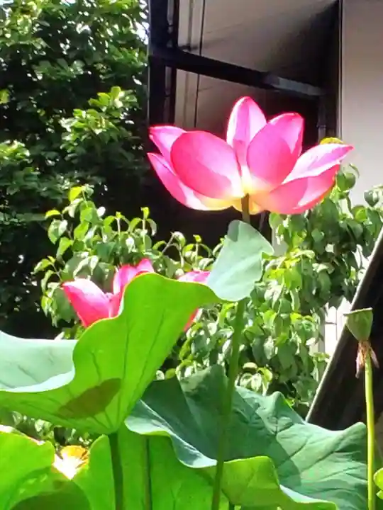 宗延寺(東京都)