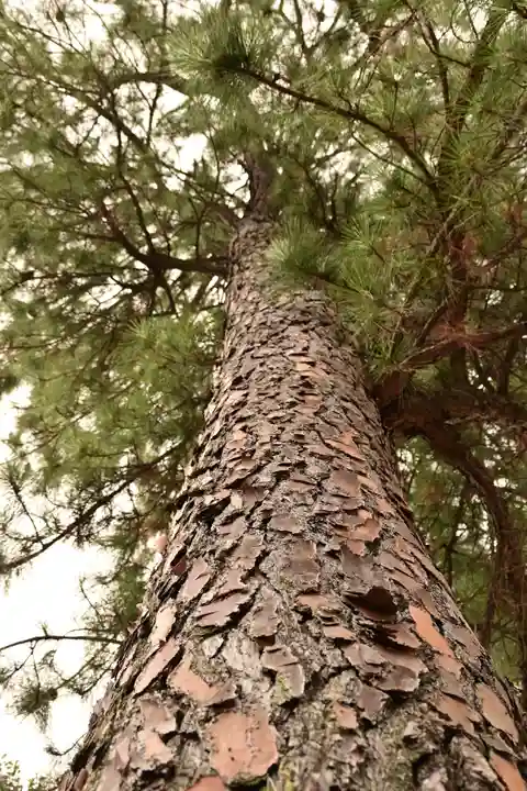 忌部神社の自然