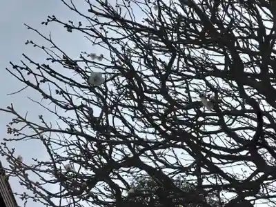 普門院蓮花寺(神奈川県)