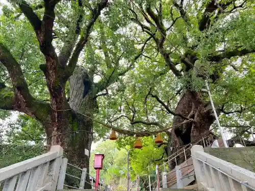 山王神社の自然