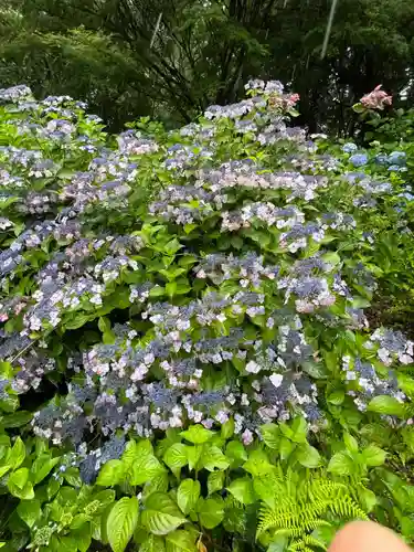 大宝八幡宮の自然