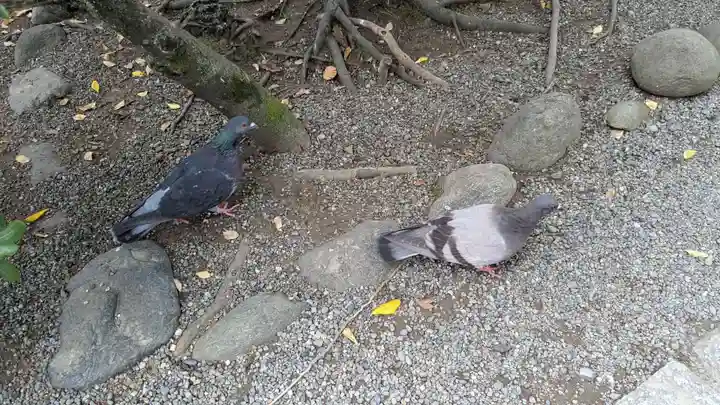 旗上弁財天社の動物