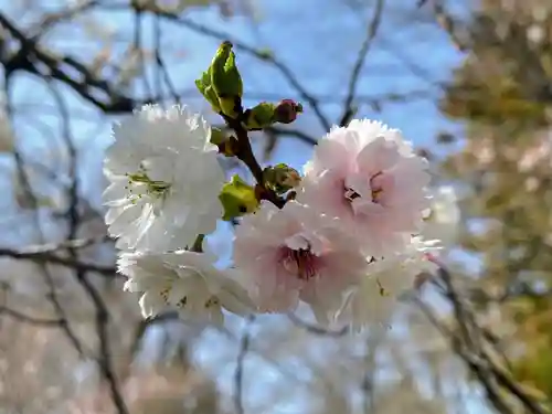 妻沼聖天山歓喜院の自然