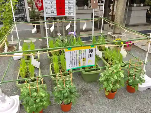 亀戸浅間神社(東京都)