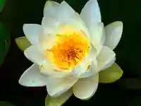 真言宗 善通寺派 薬王寺(香川県)