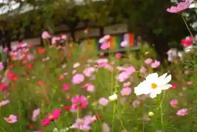 般若寺 ❁﻿コスモス寺❁(奈良県)