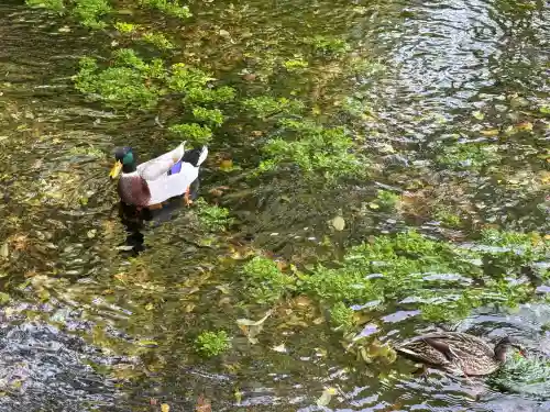 富士山本宮浅間大社(静岡県)